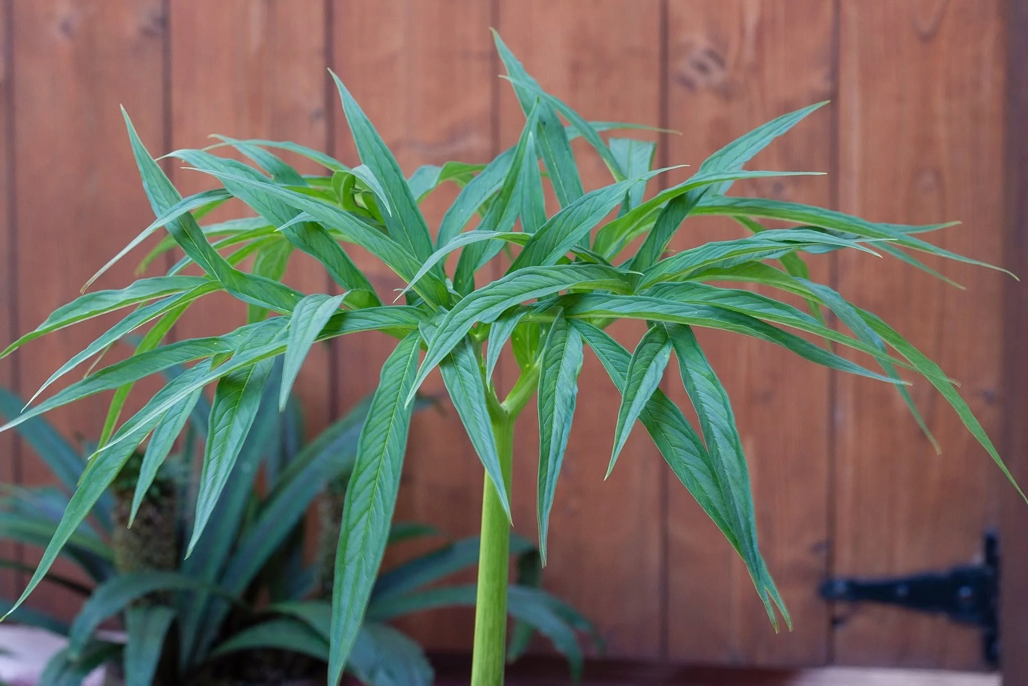 AMORPHOPHALLUS LONGICONNECTIVUS