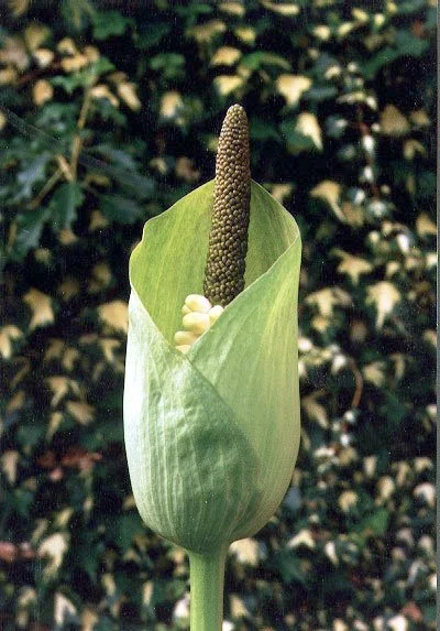 AMORPHOPHALLUS MARGARITIFER