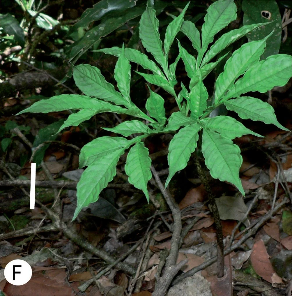 AMORPHOPHALLUS MAYOI