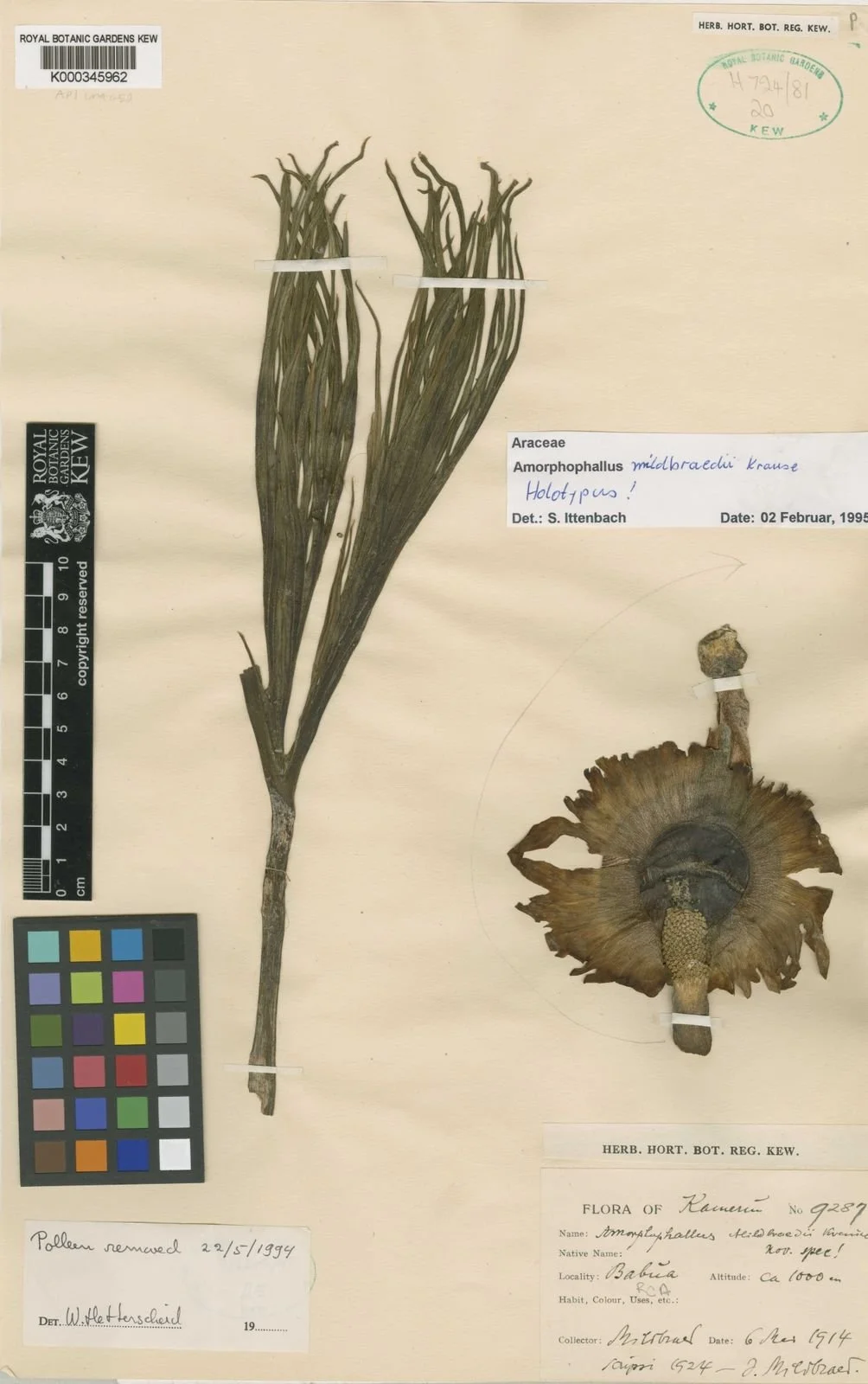 AMORPHOPHALLUS MILDBRAEDII