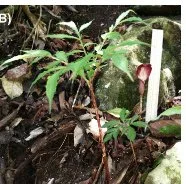 AMORPHOPHALLUS MINIMUS