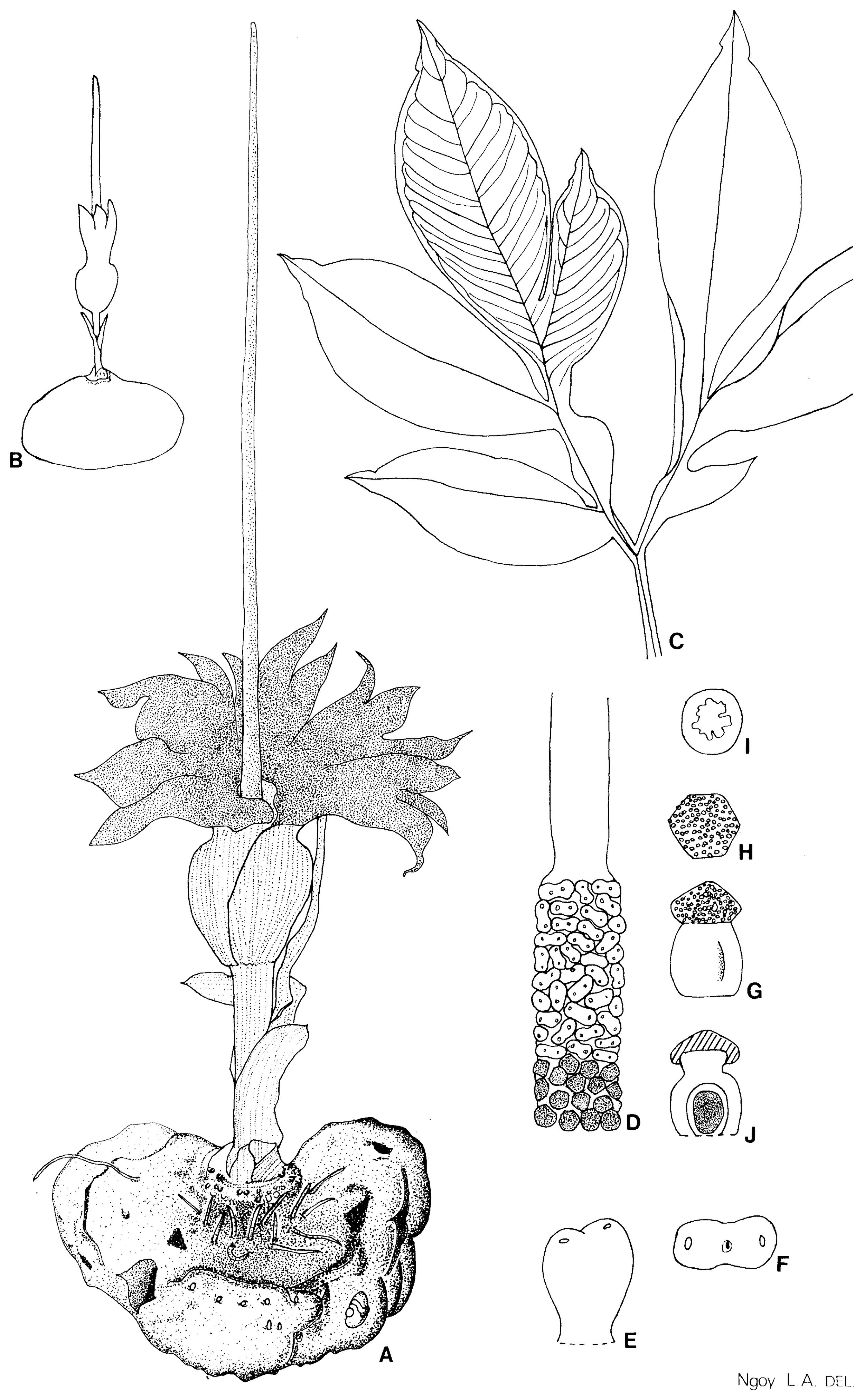 AMORPHOPHALLUS MULLENDERSII