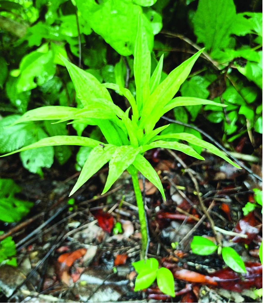 AMORPHOPHALLUS MYSORENSIS