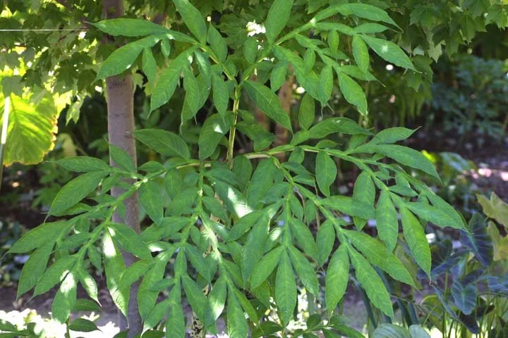 AMORPHOPHALLUS NAPALENSIS