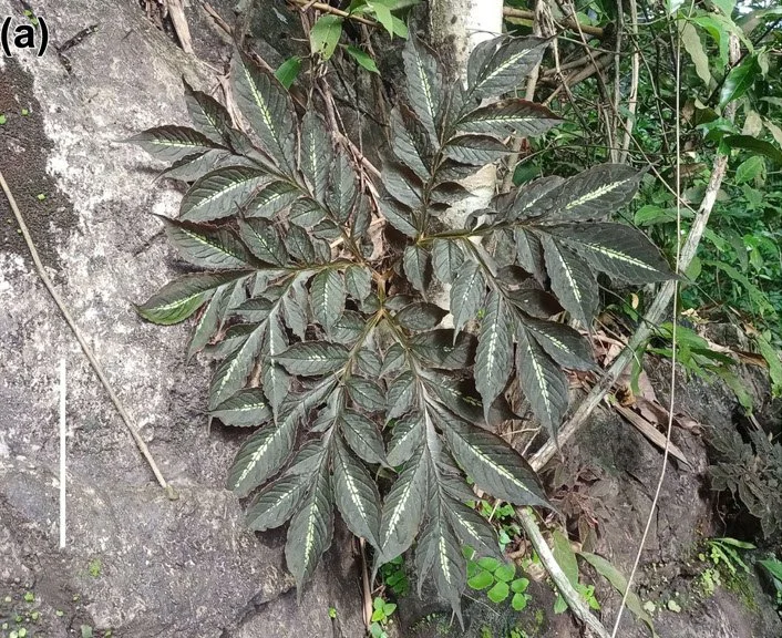 AMORPHOPHALLUS MIRABILIS