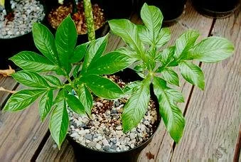 AMORPHOPHALLUS PAEONIIFOLIUS