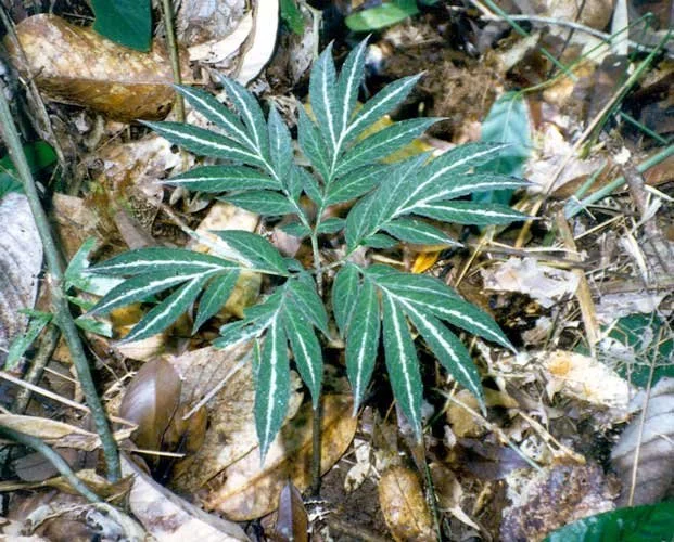 AMORPHOPHALLUS PENDULUS