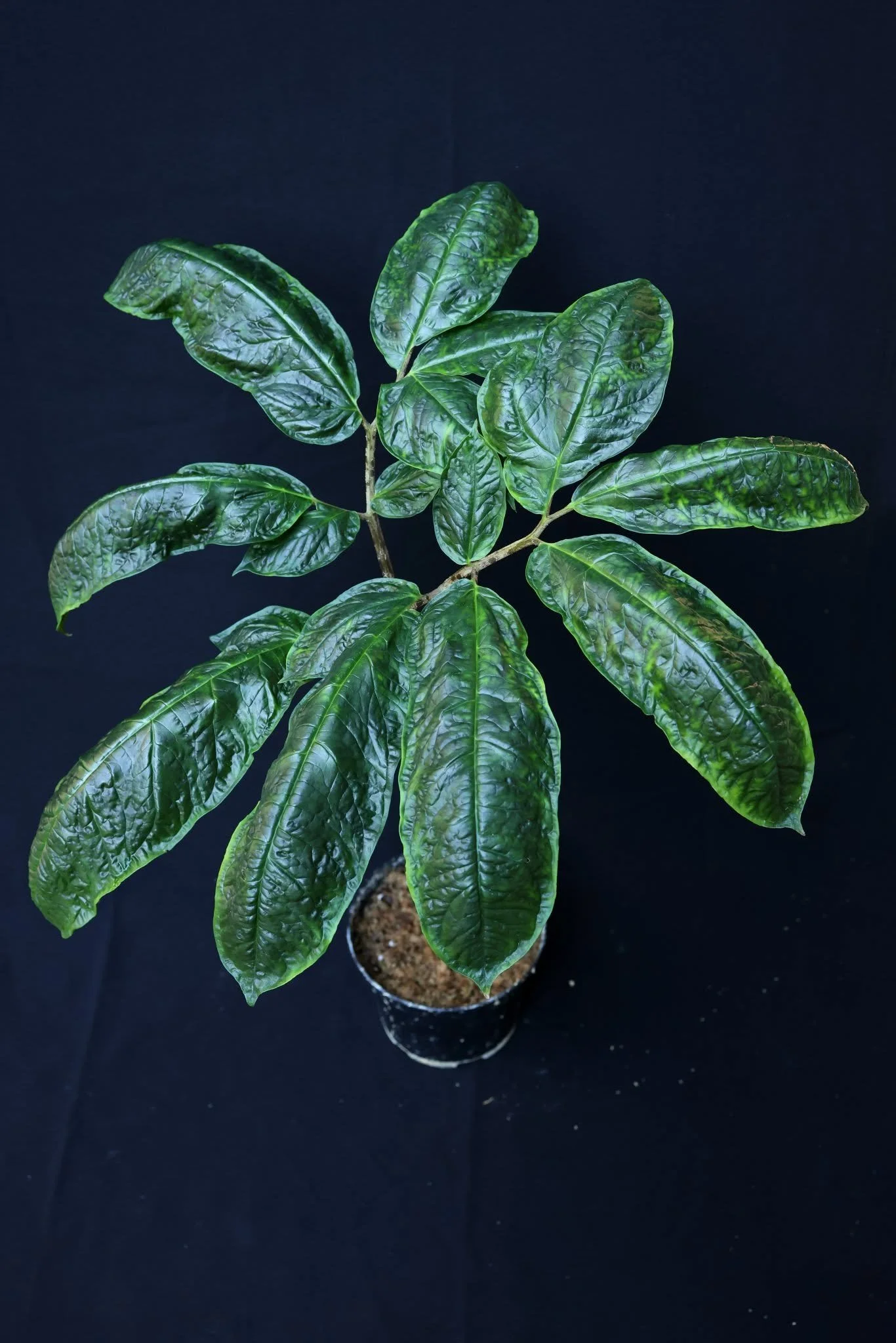 AMORPHOPHALLUS RANCHANENSIS