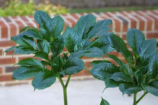 AMORPHOPHALLUS RAVENII