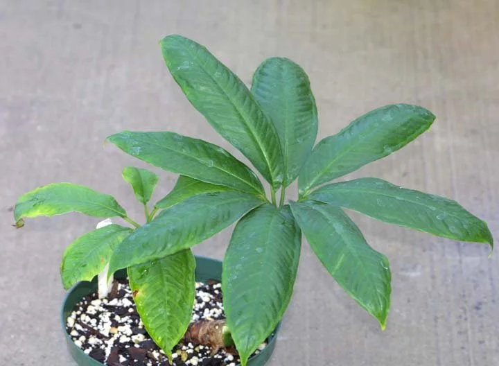 AMORPHOPHALLUS RHIZOMATOSUS