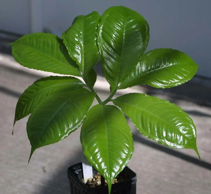 AMORPHOPHALLUS SINUATUS