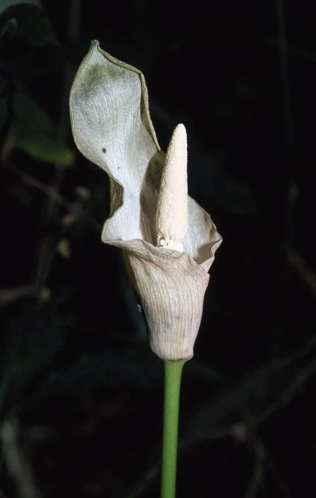 AMORPHOPHALLUS STAUDTII