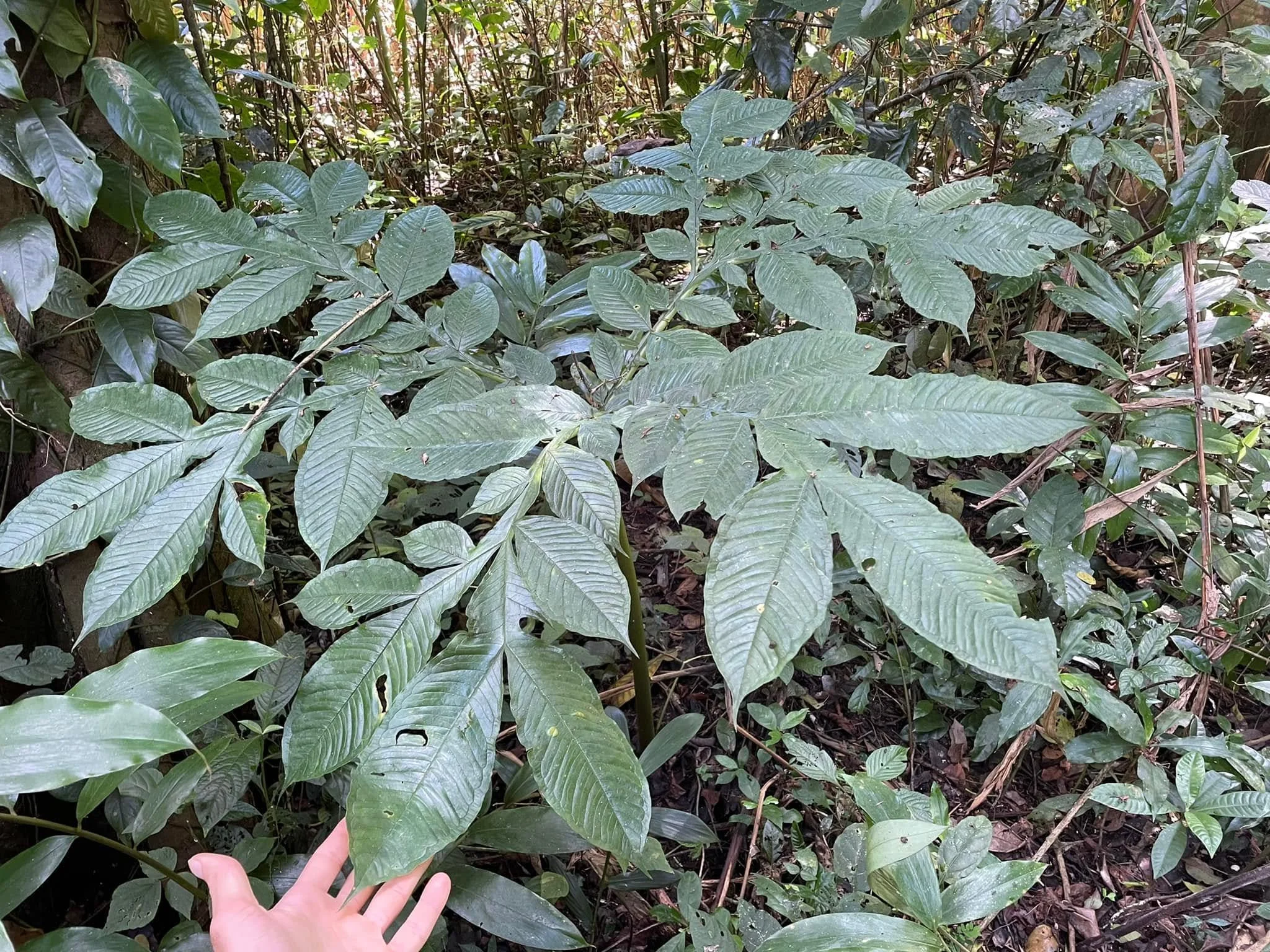 AMORPHOPHALLUS STUHLMANNII