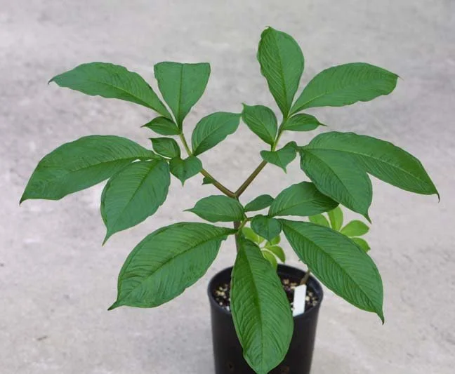 AMORPHOPHALLUS THAIENSIS