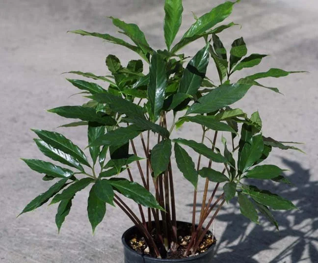 AMORPHOPHALLUS VERTICILLATUS