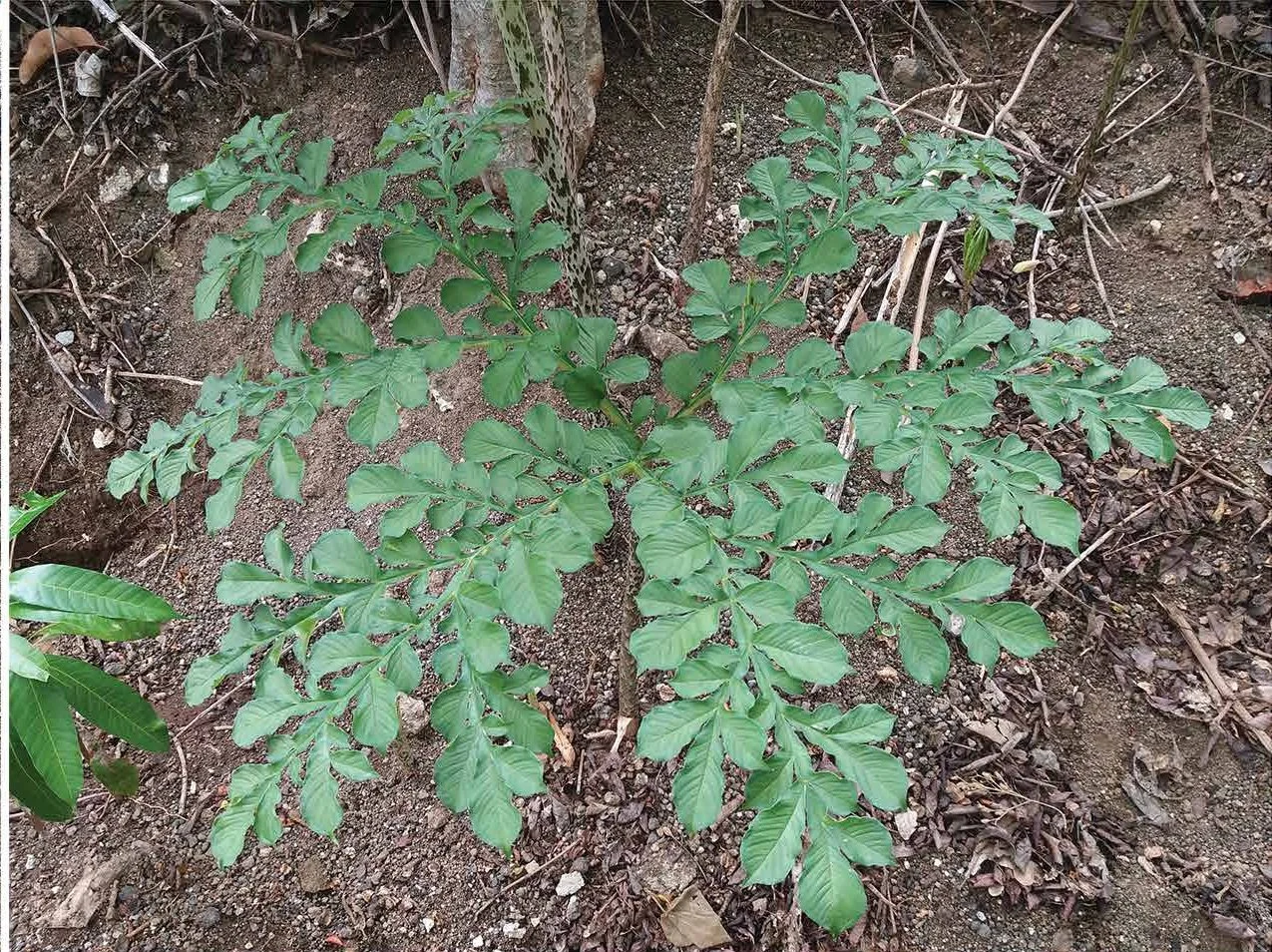 AMORPHOPHALLUS WASA