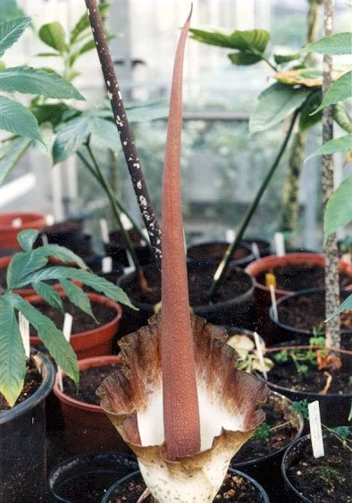 AMORPHOPHALLUS ZENKERI