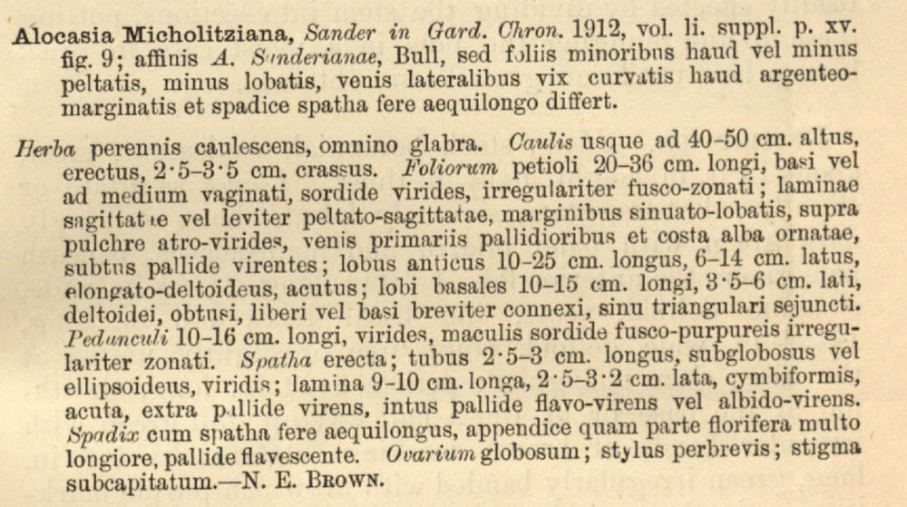 Alocasia Micholitziana — Aroidpedia