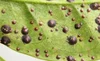 Armored Scales | Discover Effective Solutions — Aroidpedia