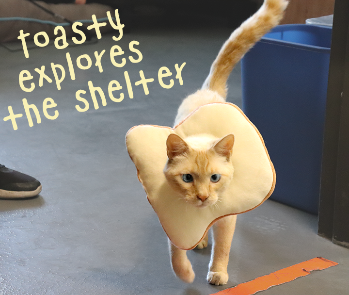 Toasty explores the shelter.png