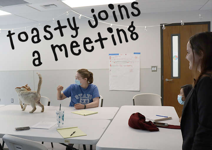 Toasty Joins a Meeting.png