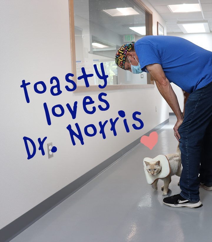 Toasty loves dr norris.png