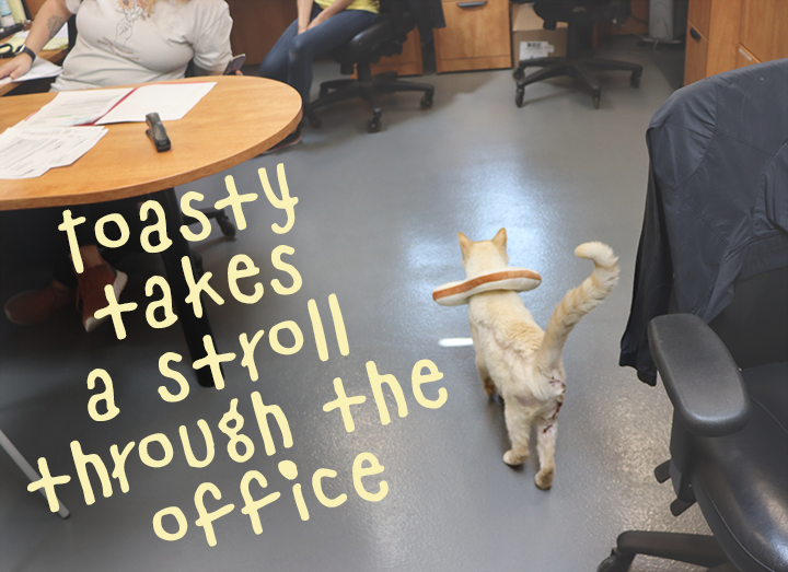Toasty takes a stoll through the office.png
