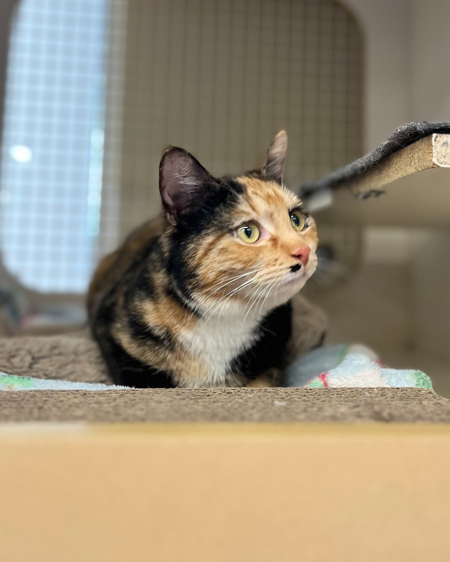 Meet Callie, a sweet and affectionate feline formerly known as Quinn during her stay at the shelter. Now at Petco in Walla Walla, Callie is ready to find her forever home. Despite her return due to her owner's illness, Callie loves people and is happ