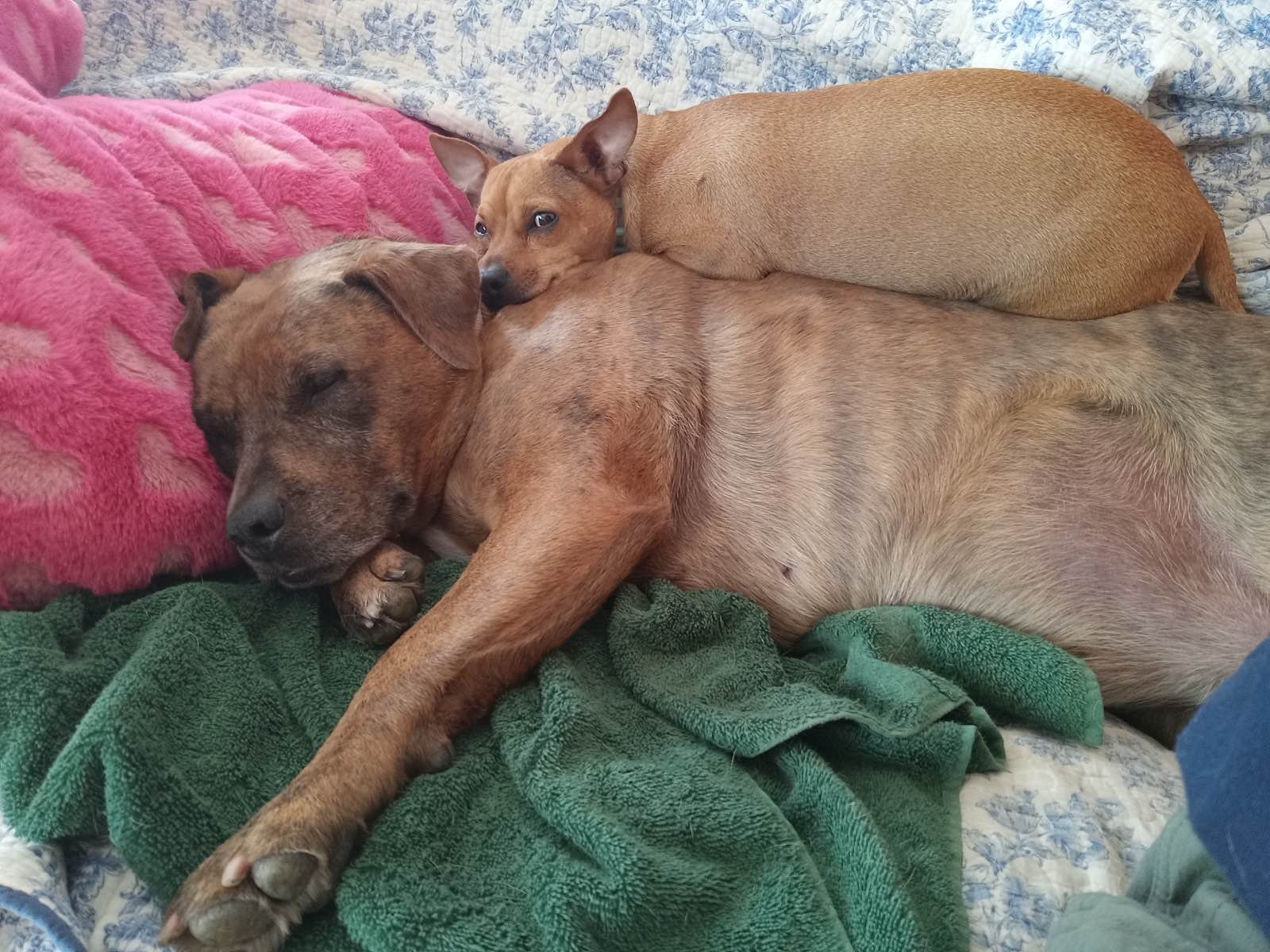 Meet BMHS alumni Daisy and Waffles, caught in this adorable snooze fest! These two cuties belong to our dedicated volunteer, Gill Boardman. Daisy, on the bottom of this pile, once one of our biggest dog-reactive dogs, overcame her challenges and now 