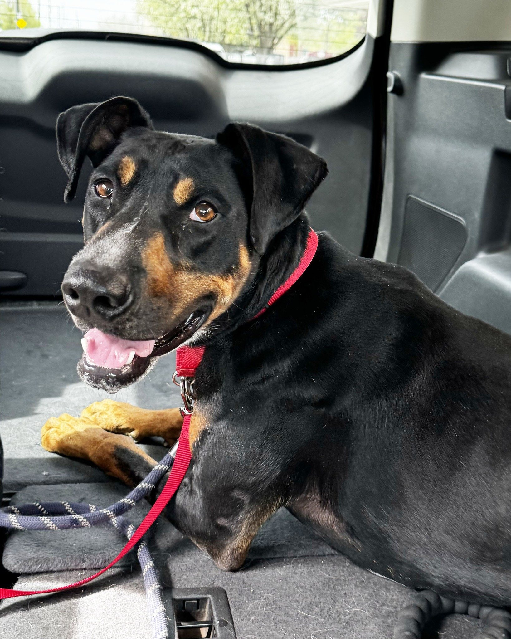 We're excited to share Luna's progress with you! Luna, one of our beloved long-stay dogs, has made a huge step with her fear of cars, marking an important moment in her path towards adoption. Animal Care Specialist Supervisor Kodee Dawald, along with