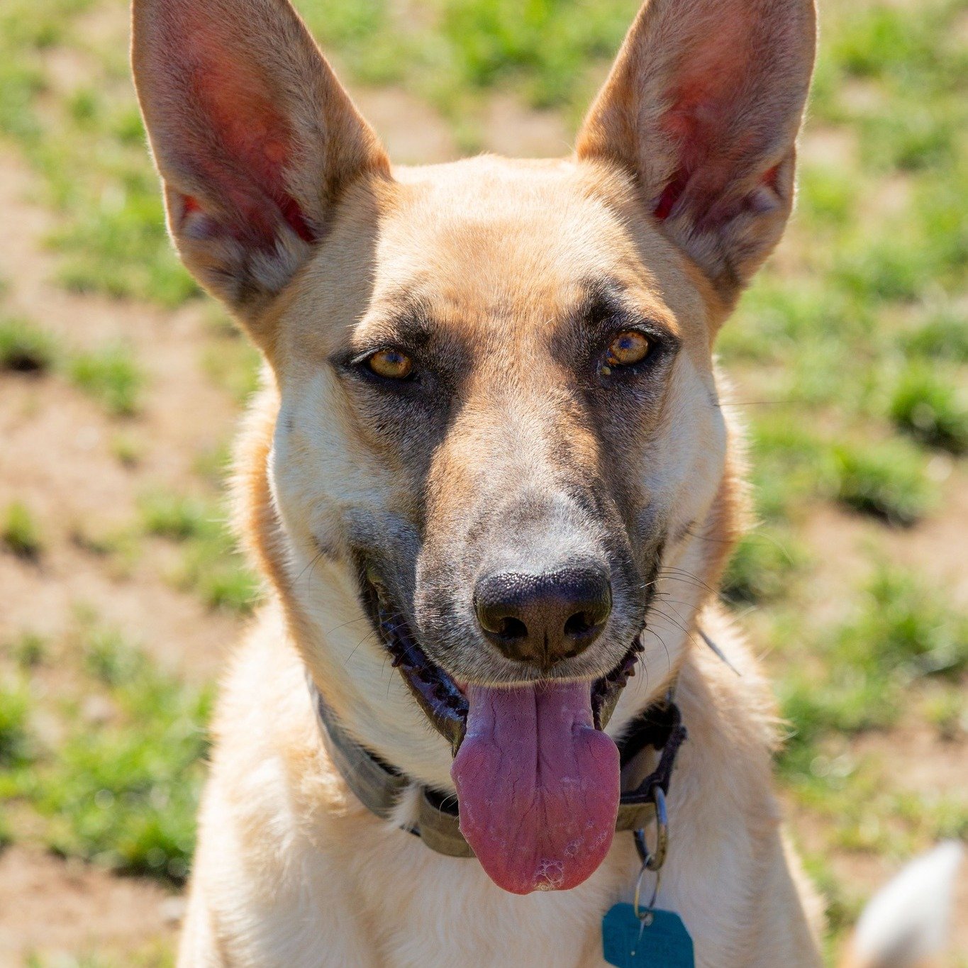 Meet Dulce, a sweet and polite 1-year-9-month-old female German Shepherd/Mix pup! Dulce arrived at the shelter as a shy and timid stray, but she has since blossomed into a friendly and affectionate dog. Although her background is unknown, the shelter