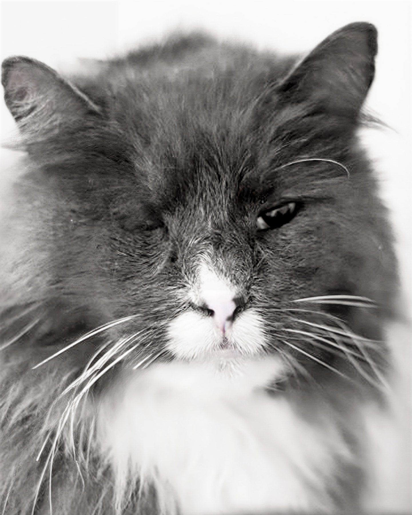 Meet Jay Jay, a majestic 10-year-old Domestic Longhair mix with a striking grey and white coat. Despite missing one eye, he navigates his world with ease. Not a fan of toys, Jay Jay loves to lounge by the window, watching life go by. If you're seekin