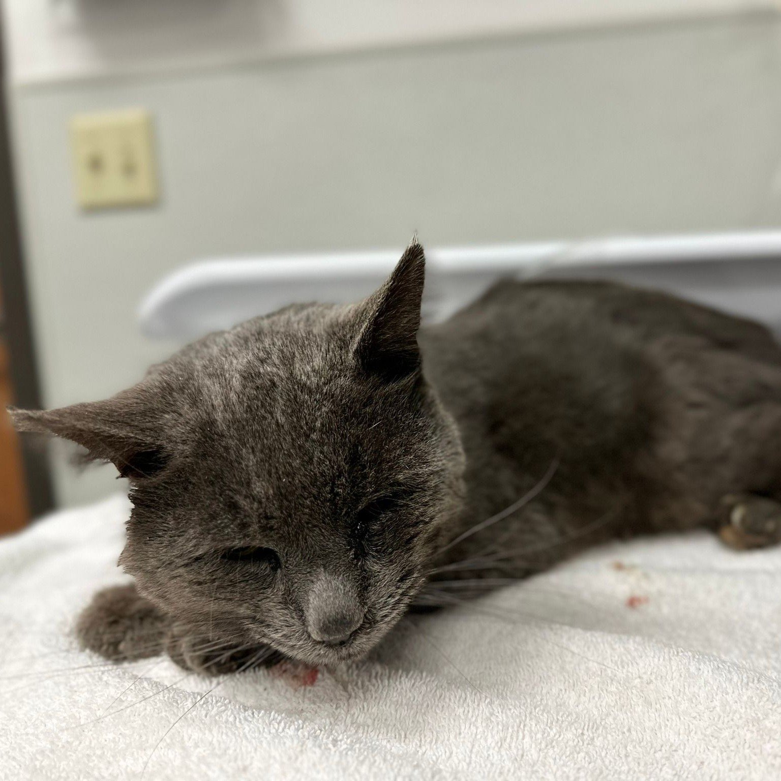 Meet our senior stray cat, Rodger, who recently arrived at Blue Mountain Humane Society in need of urgent care. This 10-year-old feline came in with severely overgrown nails, causing immense discomfort and pain. Our dedicated team immediately sprang 