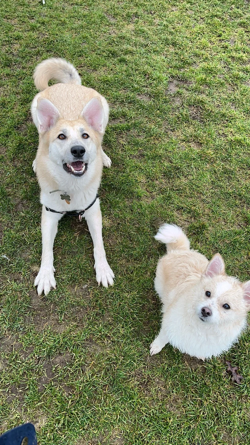 Ginger, left, and Badger