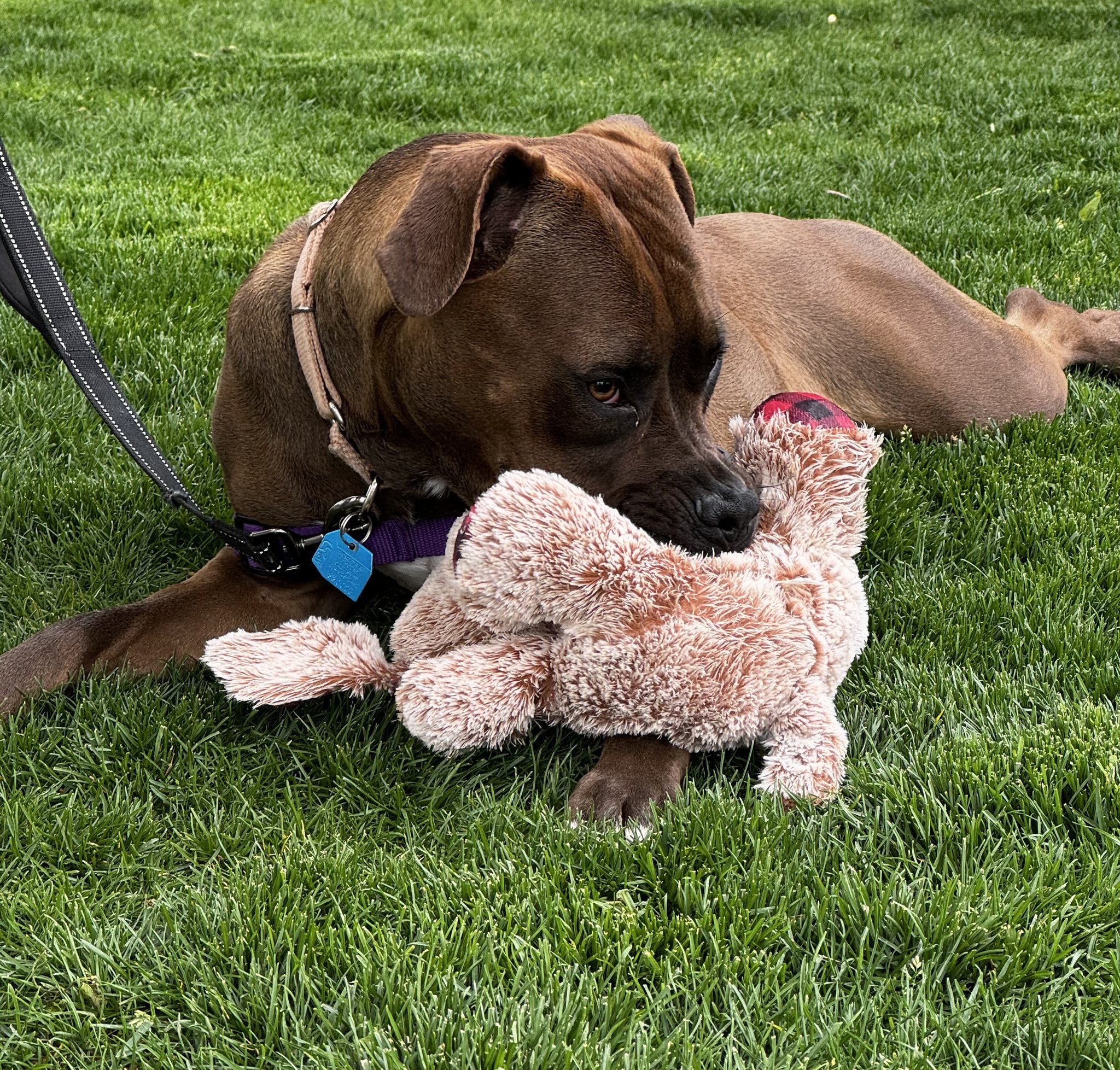 Our volunteer Machelle took this cute photo of Lola with her beloved toy! She carries her toy everywhere. This sweet girl is a mixed breed, large dog, and almost 2 years old. Lola is a beautiful brown and cream color, and she's looking for her foreve