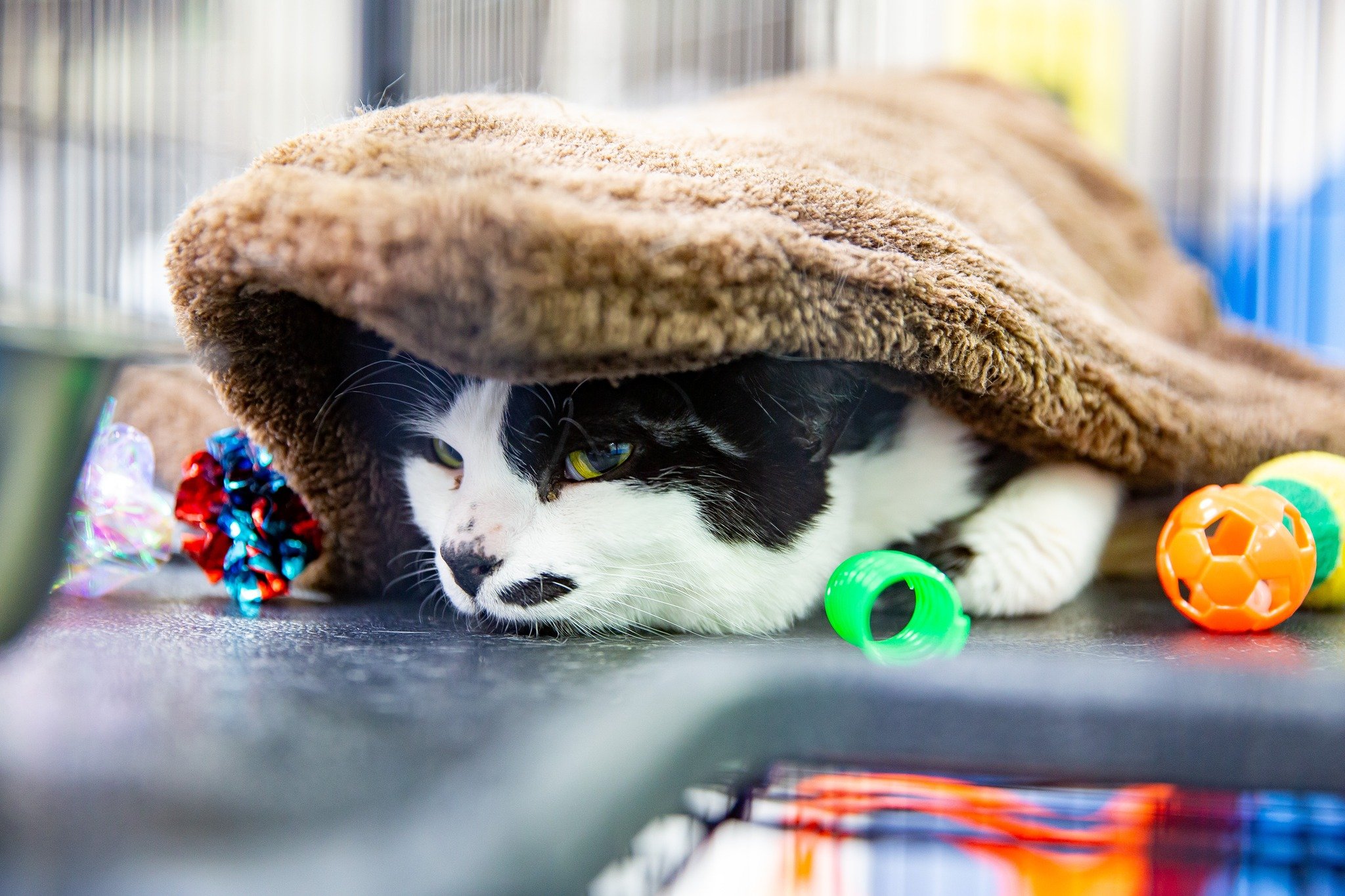 Come meet our adorable pets, like Lucky the shy cat, and our lovable dogs, during our open visiting hours today from noon to 3 p.m.! Lucky is a shy boy here at the Blue Mountain Humane Society, searching for a calm and loving forever home. He's hopin