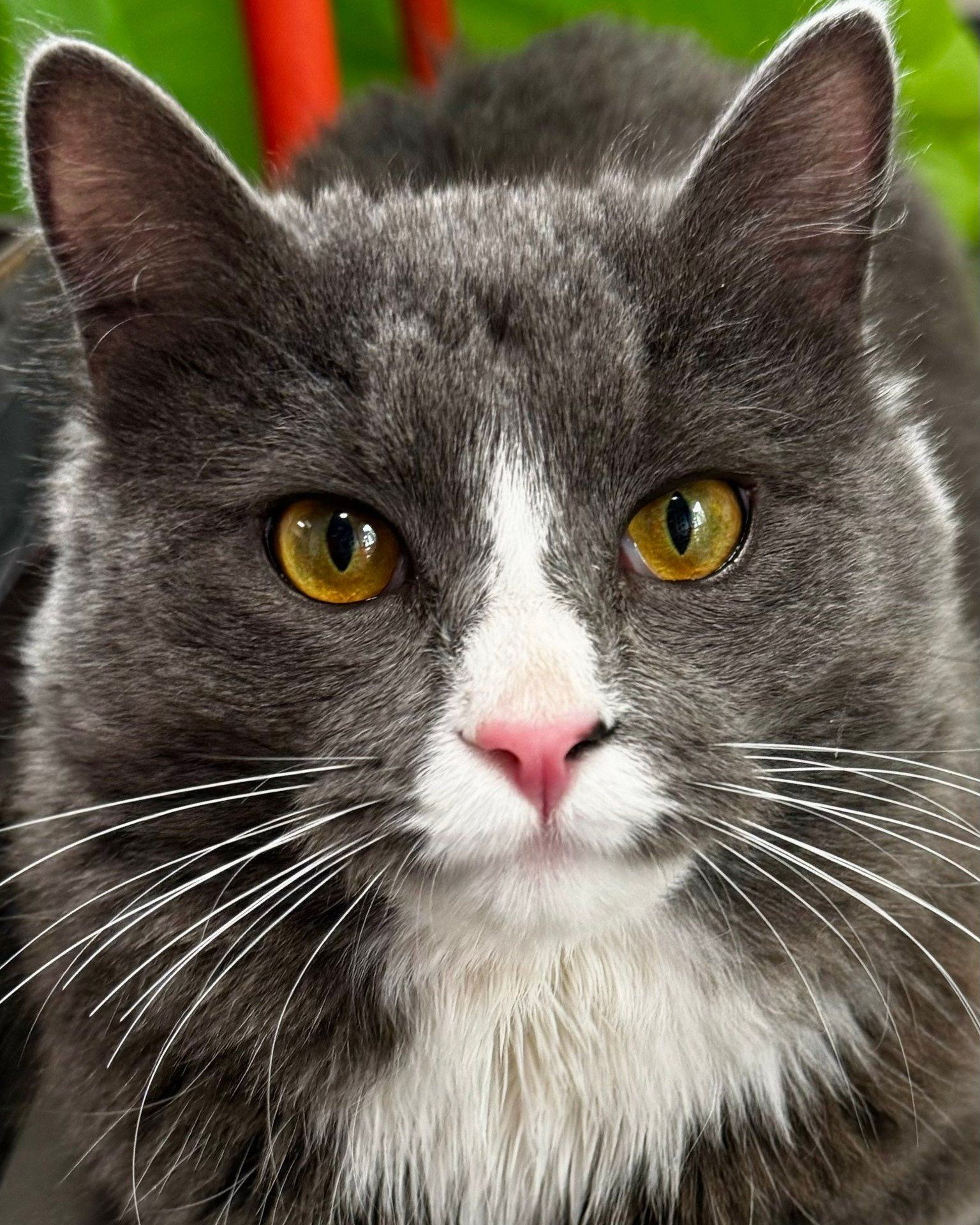 We have a lot of beautiful cats right now! Visit our cat page to learn more.

https://bluemountainhumane.org/cats

Thank you to our volunteer Machelle Colligan for these great photos!