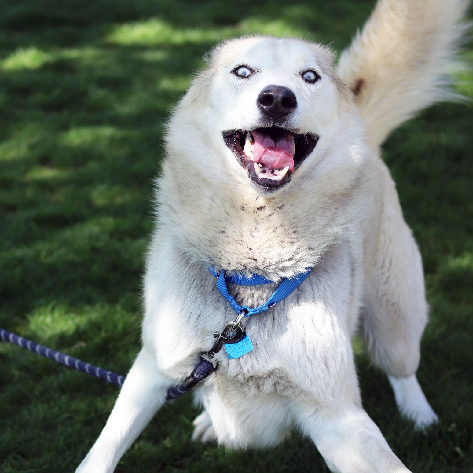 Meet Dublin! The lovable goofball who can't sit still for photos! 😆

Dublin is an Alaskan Husky/Mix, a happy boy eagerly awaiting his forever home here at the Blue Mountain Humane Society.

He came in as a stray, so not much is known about his histo