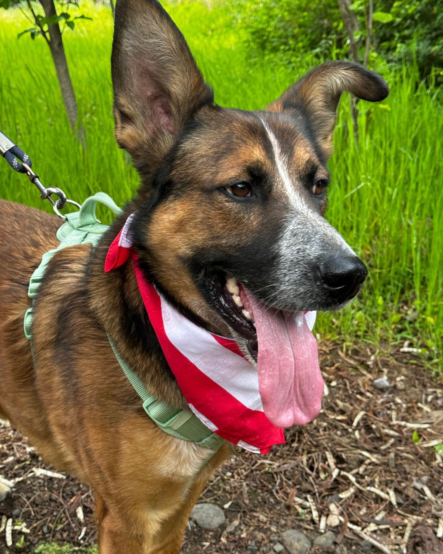 Volunteers Machelle and Bonnie took long-stay pup Gizmo on a Pawsitive Adventure today, exploring Rooks Park, the Community College, and Mill Creek Trail. He enjoyed meeting new friends, watching children play, and hearing nature's sounds. And guess 