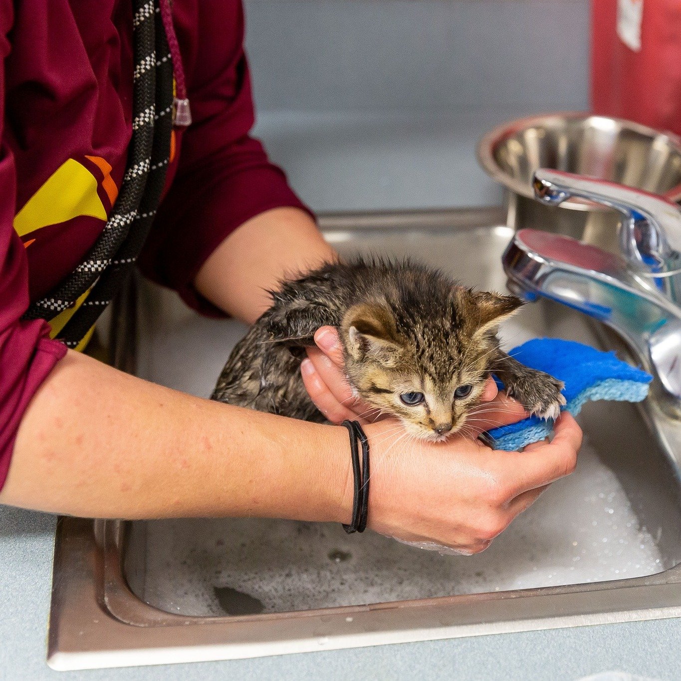 Today, as part of kitten season, our dedicated staff at BMHS worked to ensure that 4 of our youngest feline friends are ready for their journey to foster care. Each kitten received a gentle bath using P&amp;G Dawn soap, a trusted method to ensure the