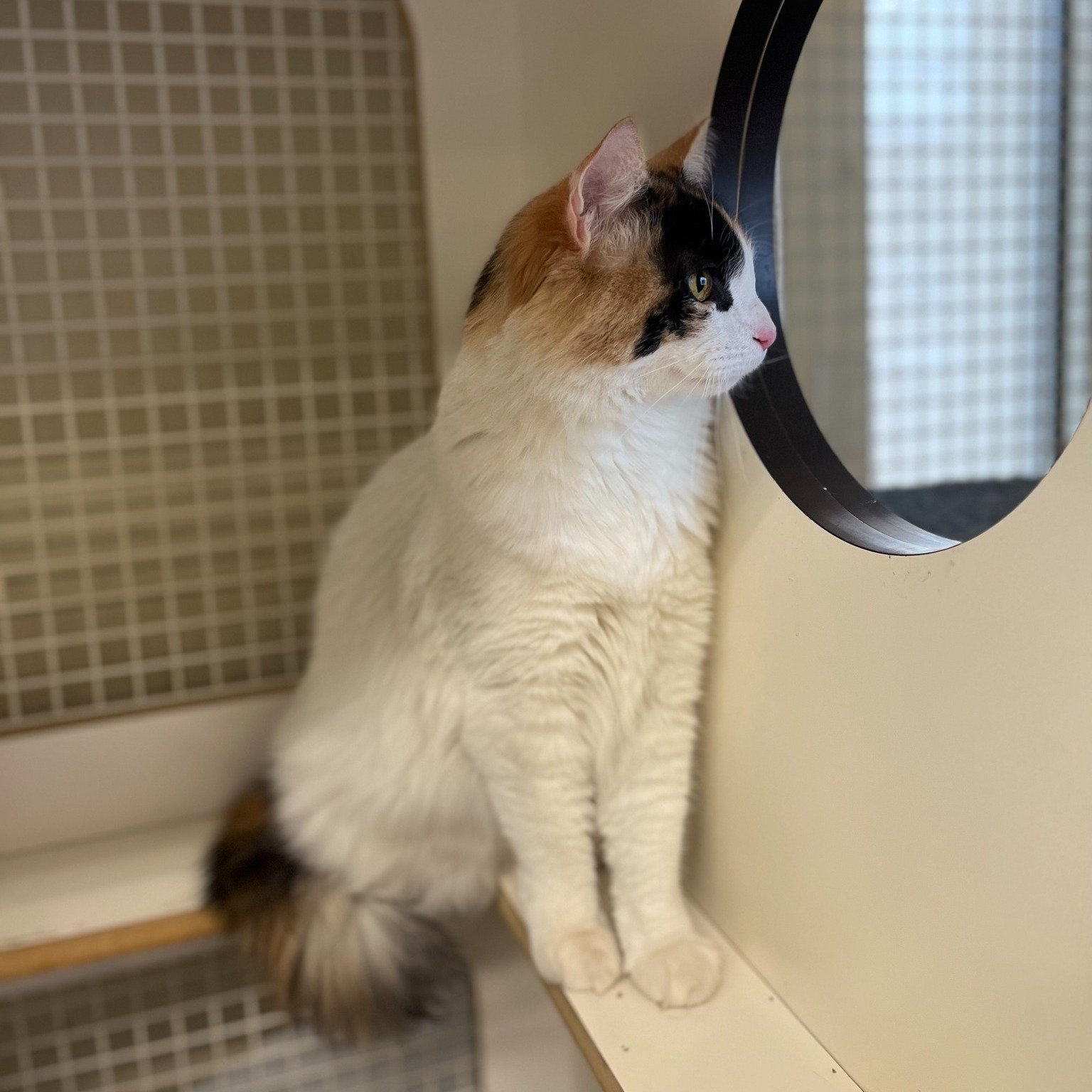 Meet Biscuit and Bones, our two newest residents at Walla Walla Petco! These adorable cats are looking for their forever homes, and they can't wait to meet you.

Their previous owner had to surrender them due to a change in housing after about a year