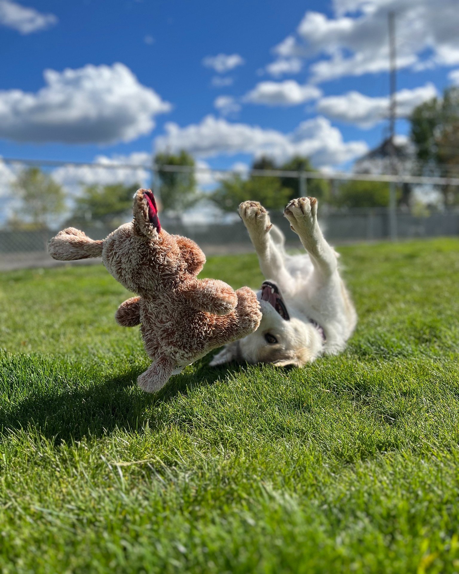 Look at this super cute photo of Kelsy that our Animal Care and Petco Coordinator Danae Myers took! Kelsy is a beautiful 3-year-old Siberian Husky mix, currently waiting for her forever home at the Blue Mountain Humane Society.

During the Bissell Em