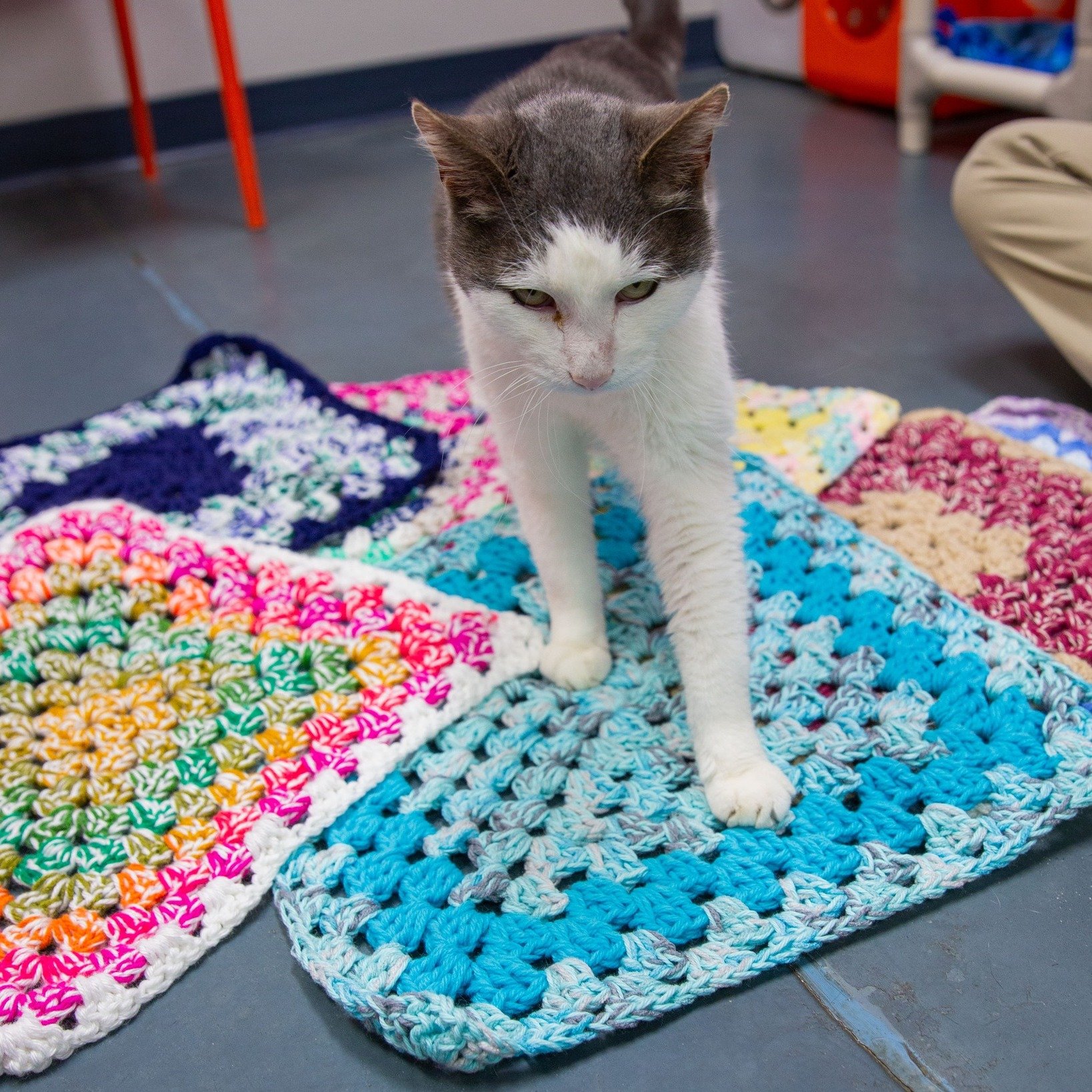 Let's give a round of applause to Sharon Nienhueser, who has been crocheting blankets for our kitties for many years, since around 2016. We're excited to announce that Sharon has just finished her 700th blanket!

Her blankets are pictured here with o