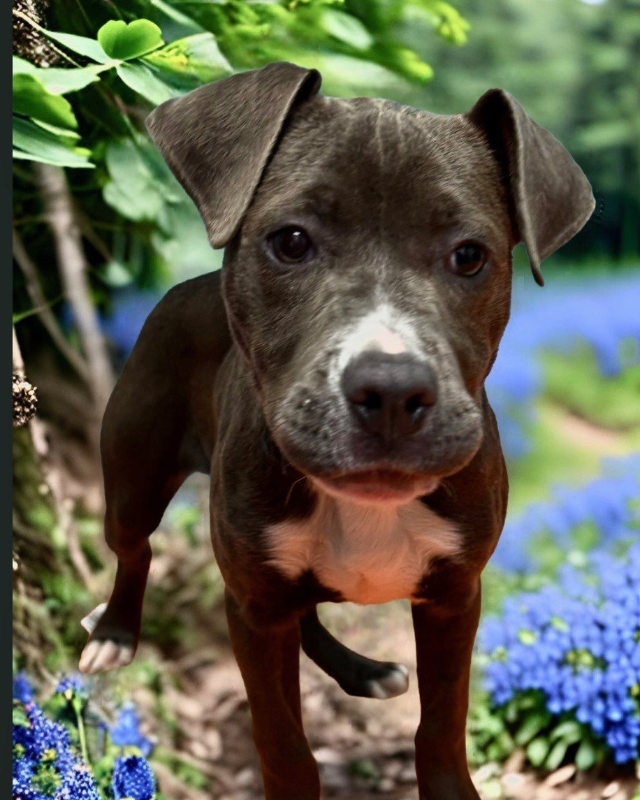 Meet Jellybean! 

This adorable pup is a 3-month-old female mixed breed, medium-sized dog, with a beautiful brown and white coat. She's currently at Blue Mountain Humane Society, eagerly awaiting her forever home.

Jellybean is a cuddle bug through a
