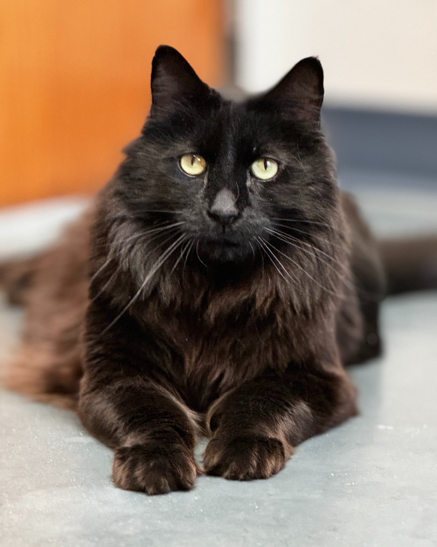 Meet Panther! Panther is an 8-year-old male Domestic Longhair cat with a sleek black coat, here at Blue Mountain Humane Society in Catropolis, awaiting his forever home for more than two months. 

He may seem shy at first, but with patience and under