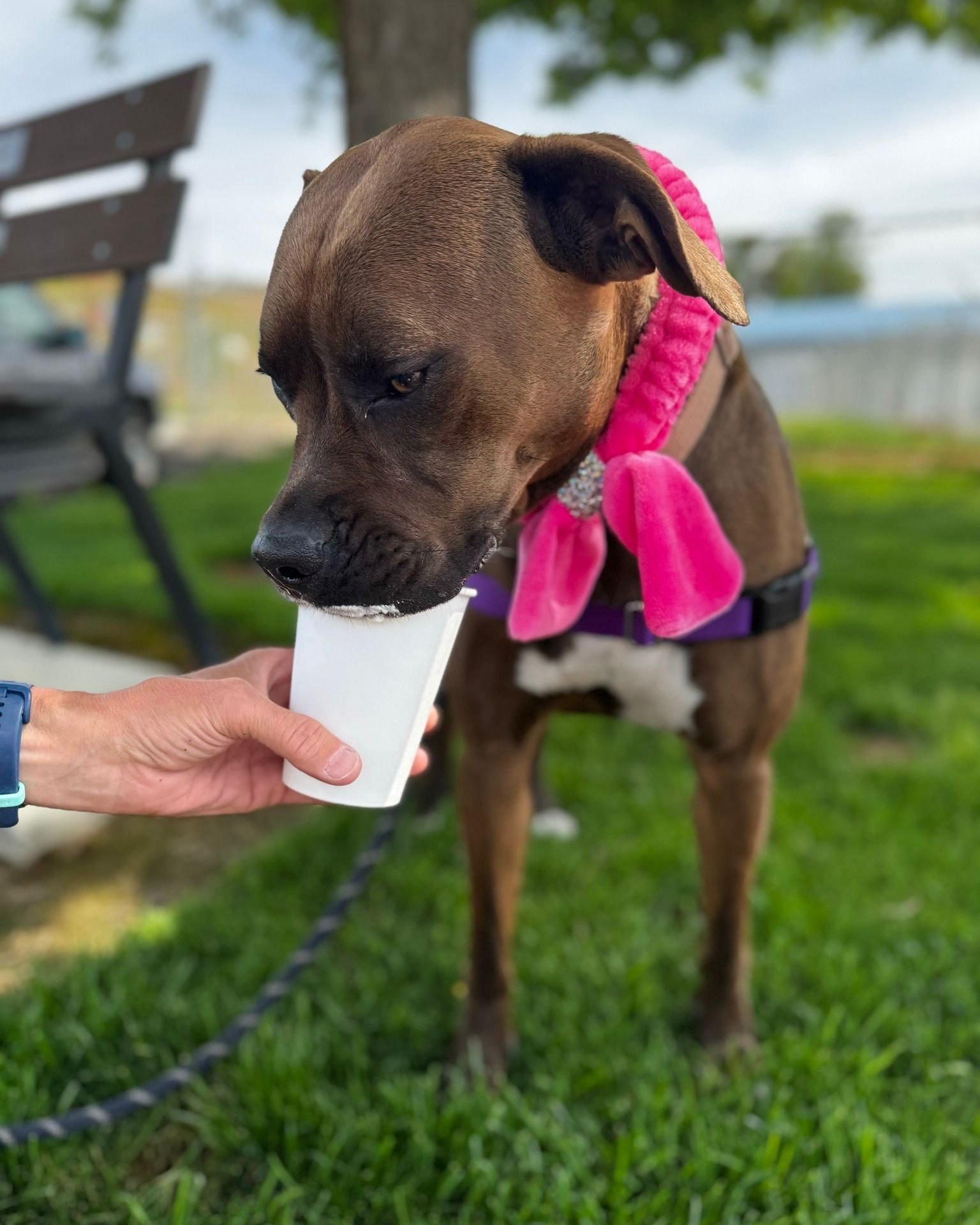 Our volunteers had a fantastic day out with four of our shelter dogs! Bonnie and Machelle took Mia, Dublin, and Lola on separate adventures, while Jane spent some quality time with Gizmo.

Mia had a great time at Washington Park, exploring the playgr