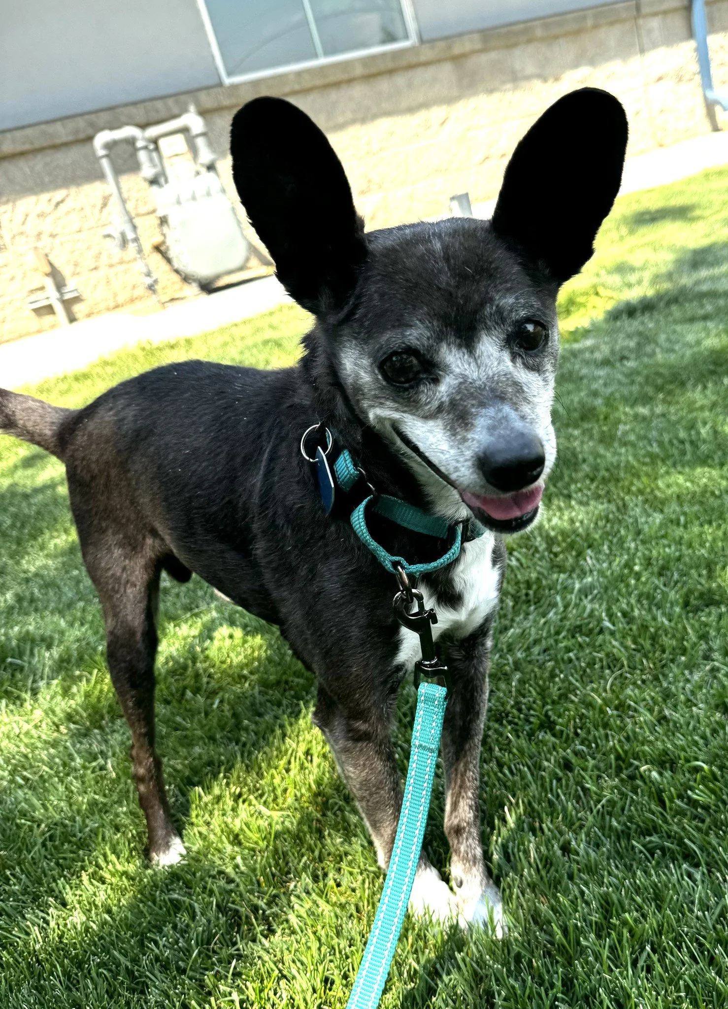 Blue Mountain Humane Society | Animal Welfare in Walla Walla, WA