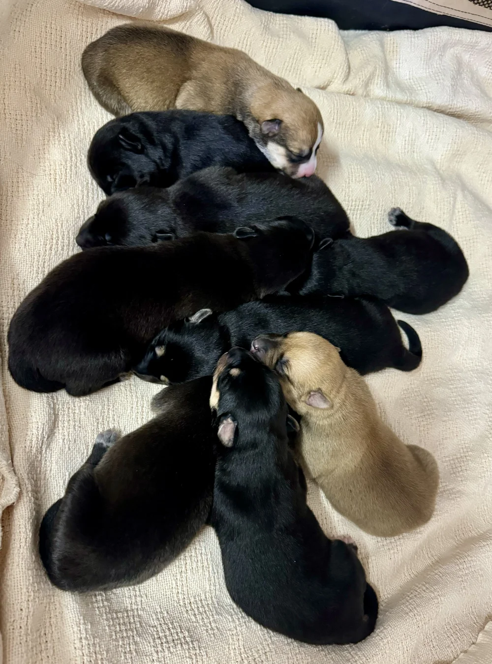 A photo sent to BMHS by Spokane Humane Society showing the puppies doing well.