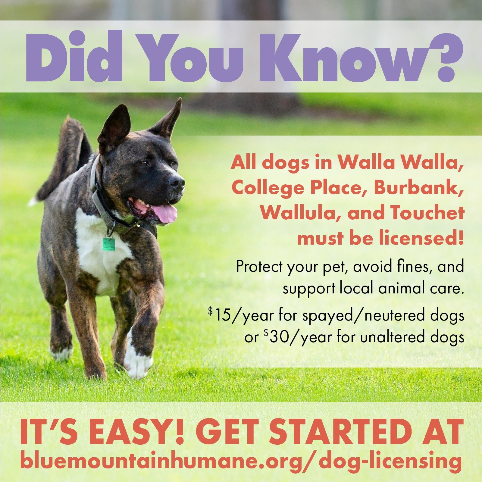 License Your Dog Today!

Local municipal laws require all dogs over four months old to be licensed each year, ensuring compliance and community safety. Don&rsquo;t forget, licenses need to be renewed by December 31 each year.

Licensing your dog isn&