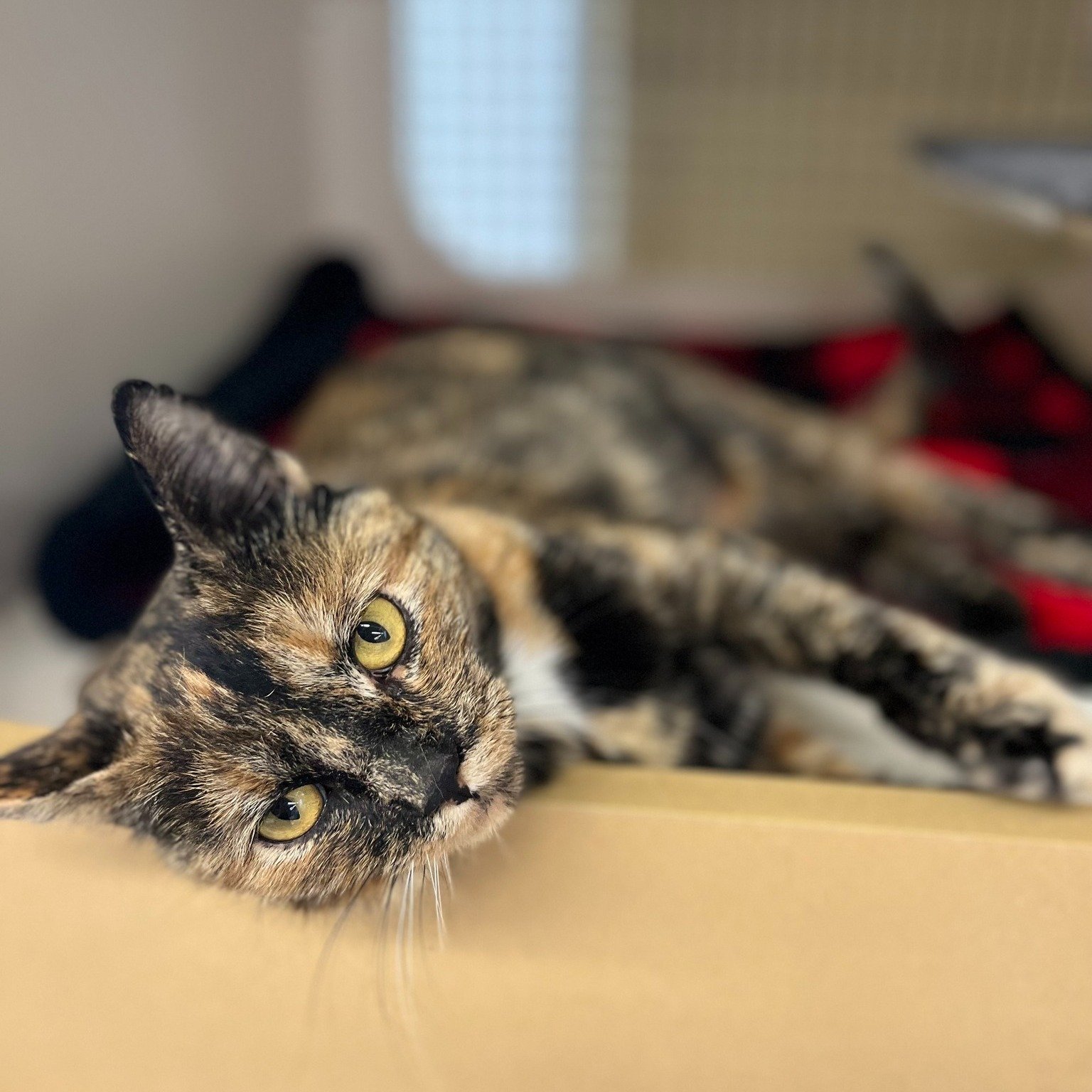 Moira is a 2-year-old Domestic Shorthair mix with a beautiful orange and black coat, currently looking for her forever home. This sweet girl might be shy at first, but once she warms up, she becomes the kindest and snuggliest companion &mdash; she ev